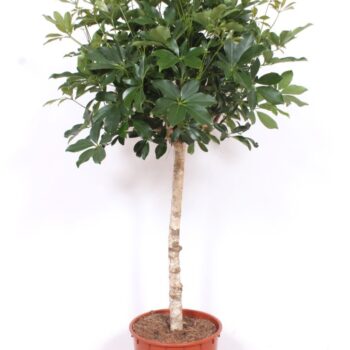 Schefflera arboricola 'Compacta'