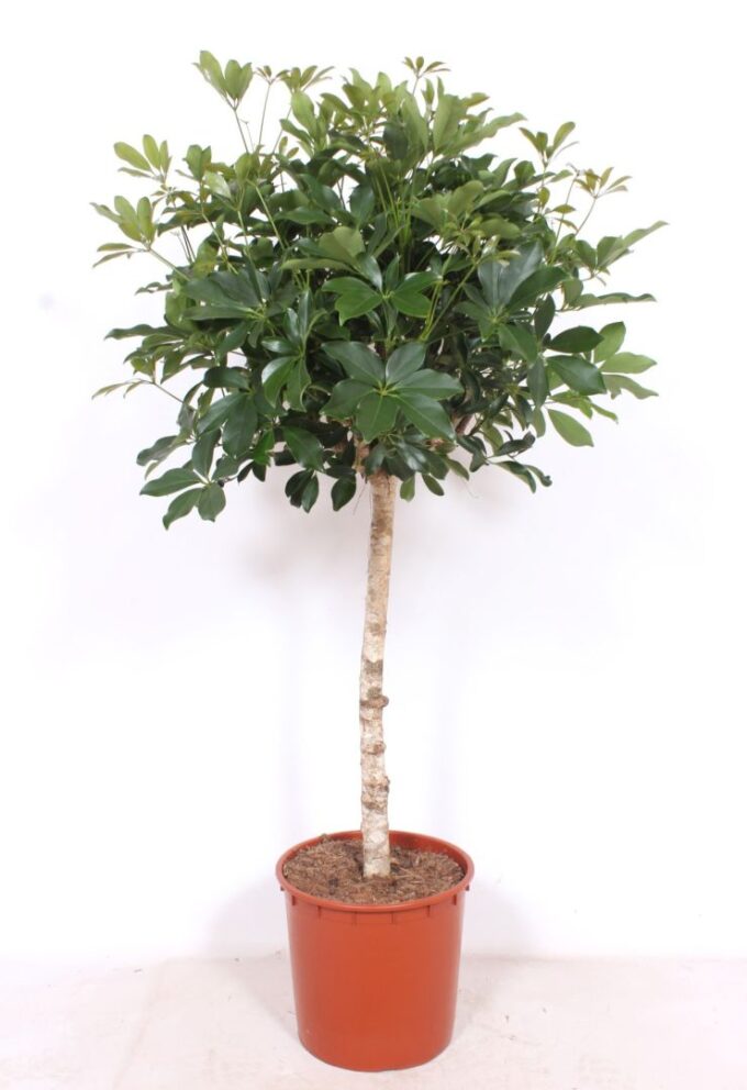 Schefflera arboricola 'Compacta'
