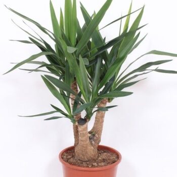 Yucca elephantipes vertakt 4+ armen