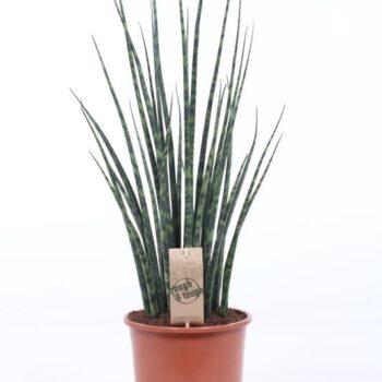 Sansevieria 'Fernwood' Mikado
