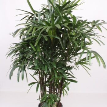 Rhapis excelsa