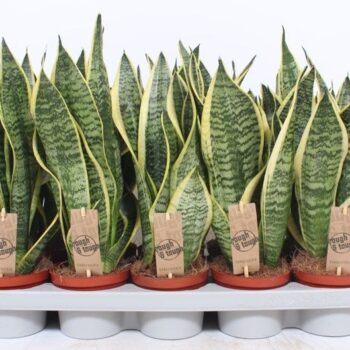 Sansevieria Superba
