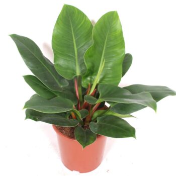 Philodendron Imperial Green