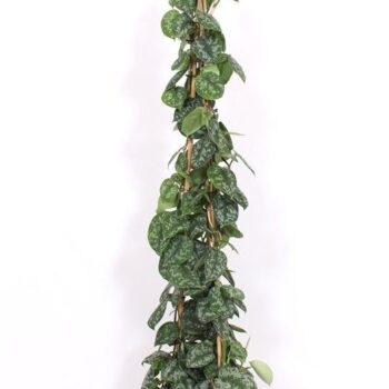 Scindapsus Trebie