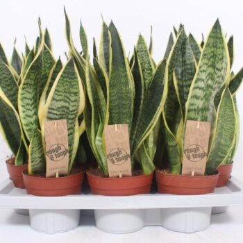 Sansevieria Superba