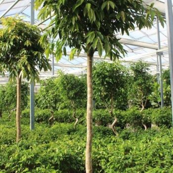 Ficus Amstel King