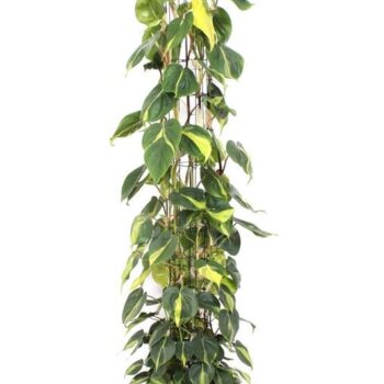 Philodendron Brasil