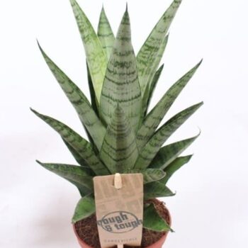 Sansevieria Tough Lady