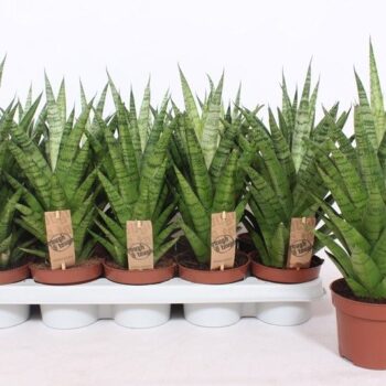 Sansevieria Tough Lady
