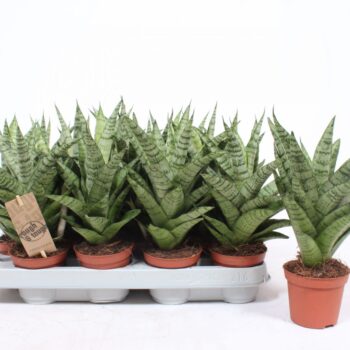 Sansevieria Tough Lady