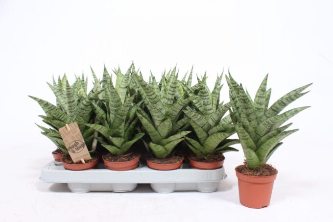 Sansevieria Tough Lady