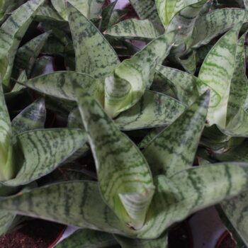 Sansevieria Tough Lady