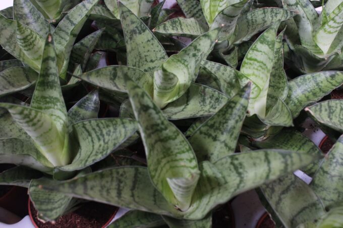 Sansevieria Tough Lady