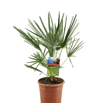 Chamaerops humilis