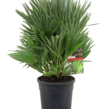 Chamaerops vulcano