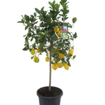 Citrus lemon