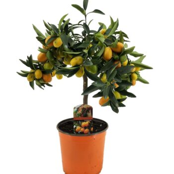 Citrus kumquat