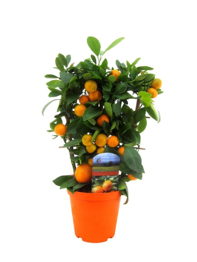 Citrus calamondin