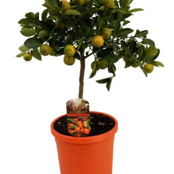 Citrus calamondin