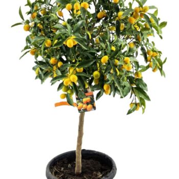 Citrus kumquat