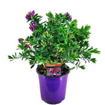 Polygala myrtifolia