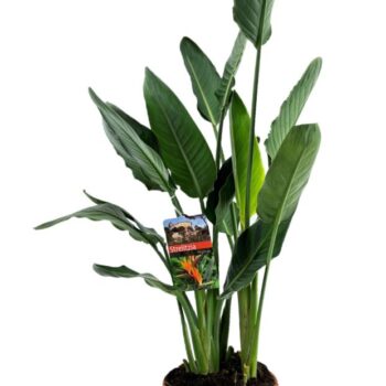 Strelitzia reginae