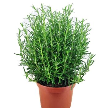 Rosmarinus officinalis
