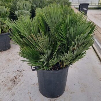 Chamaerops vulcano