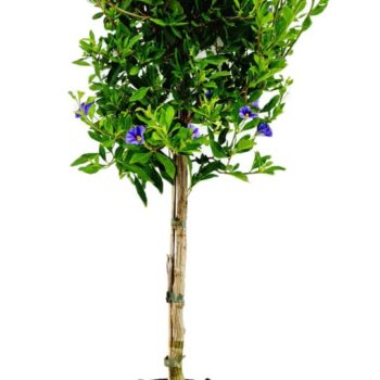 Solanum rantonetti