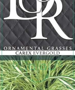 Carex mix