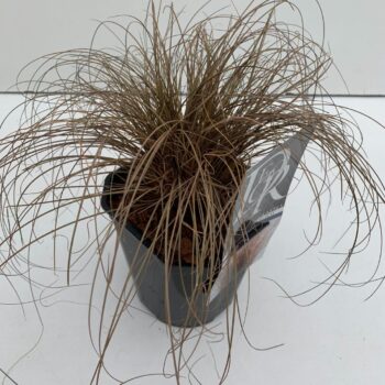 Carex Bronze Form