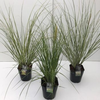 Cortaderia sell mix