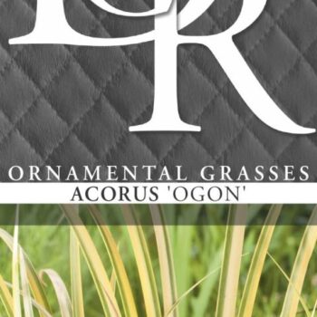 Acorus Ogon