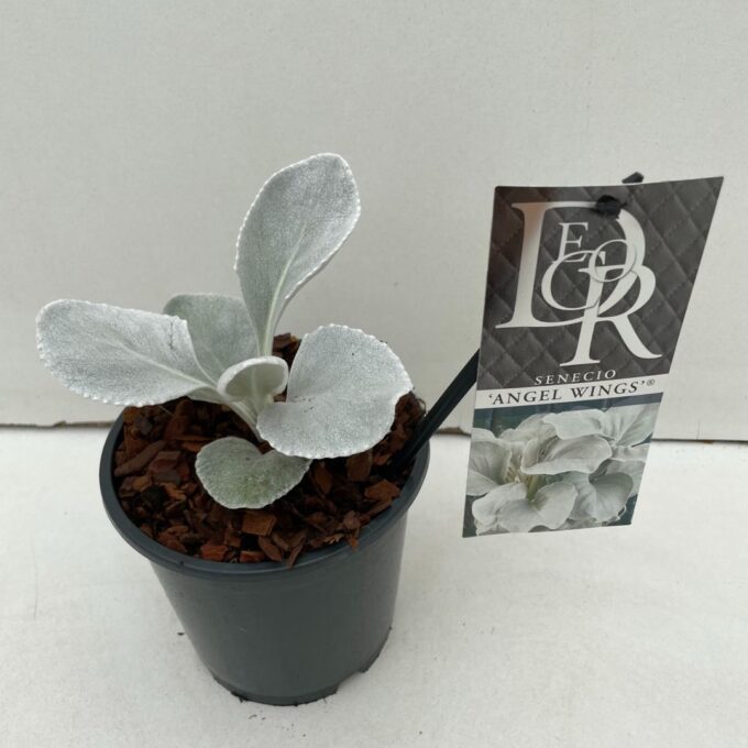 Senecio Angel Wings