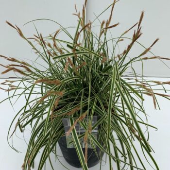 Carex Evercream