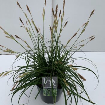 Carex Everlime