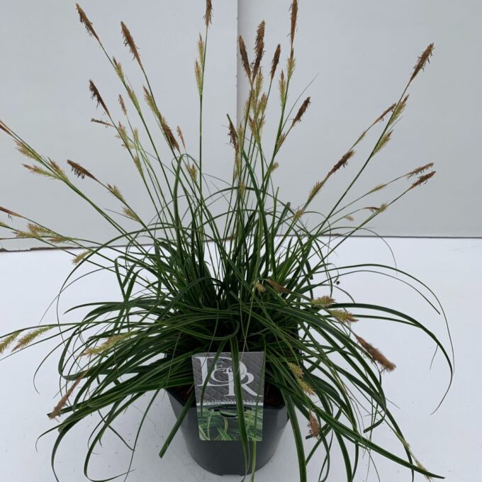 Carex Everlime