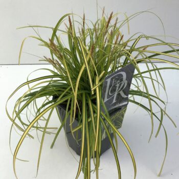 Carex Eversheen