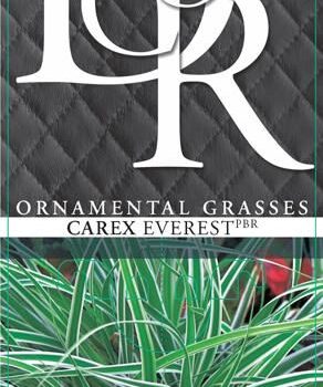 Carex mix