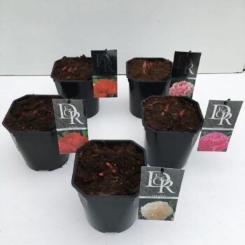 Paeonia mix
