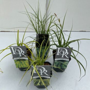 Carex mix