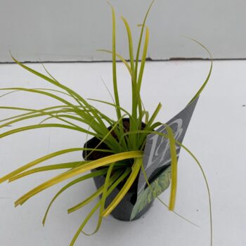 Carex Everillo