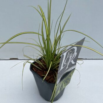 Carex Eversheen