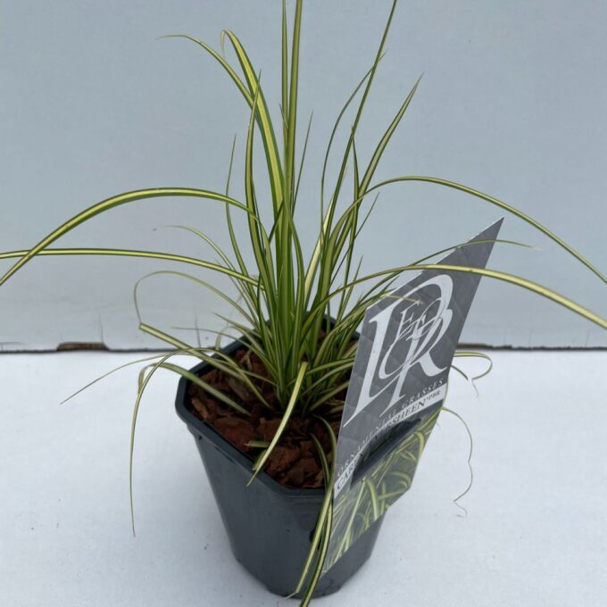 Carex Eversheen