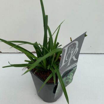 Carex Irisch Green