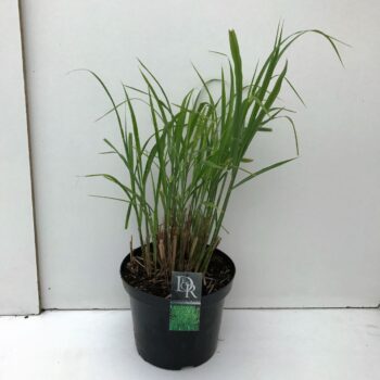 Miscanthus Strictus