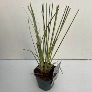 Cortaderia sell. Mini Silverpampas