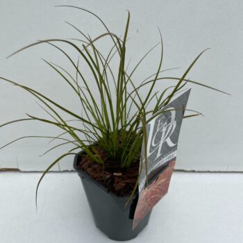 Carex Prairy Fire