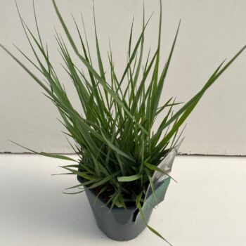 Panicum Prairy Sky