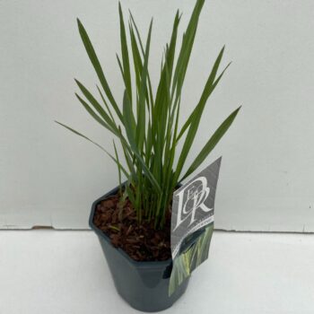 Panicum Northwind